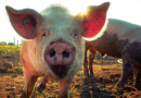 Pig Butchering at Heart of Bank Failure — CEO Gets 24 Years in Jail Pig Butchering at Heart of Bank Failure — CEO Gets 24 Years in Jail