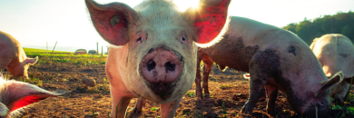Pig Butchering at Heart of Bank Failure — CEO Gets 24 Years in Jail Pig Butchering at Heart of Bank Failure — CEO Gets 24 Years in Jail